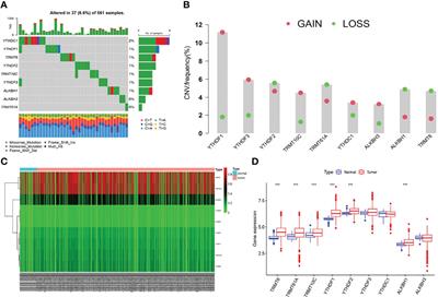 Comprehensive Analysis of the Function, Immune Profiles, and Clinical Implication of m1A Regulators in Lung Adenocarcinoma